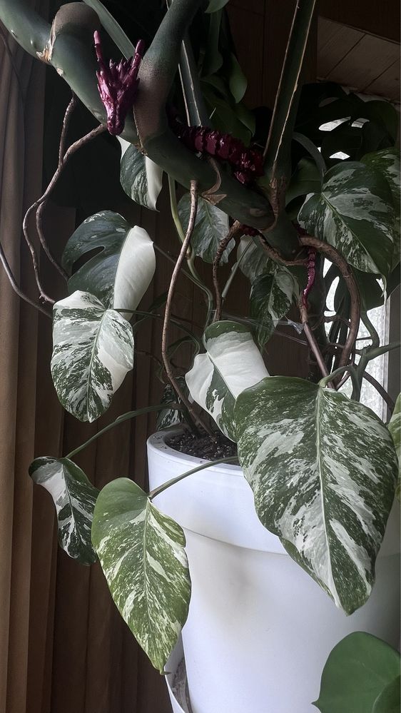 Monstera Variegata Borsigiana Szczyt