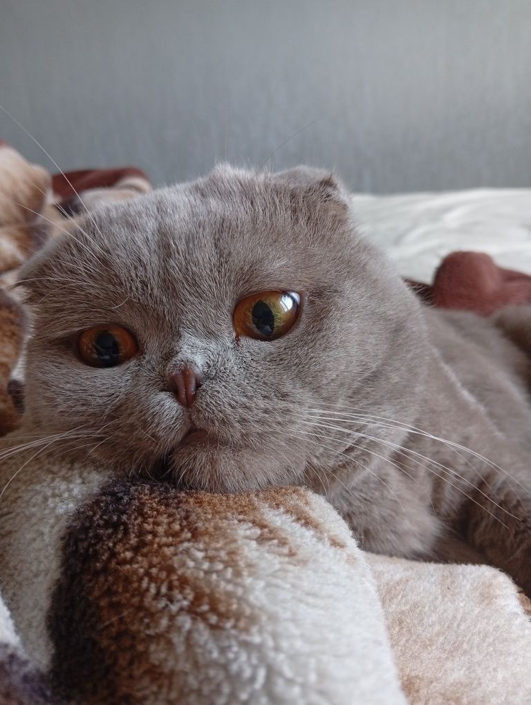 Кот для вязки! Ищем подругу )