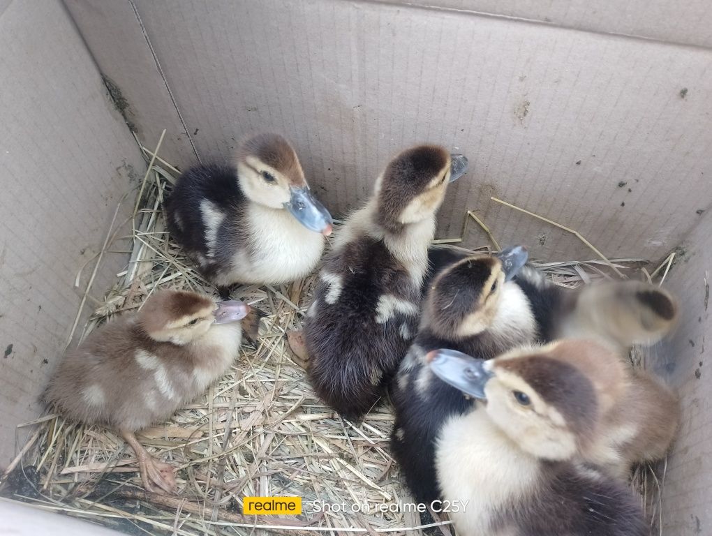Індокачка каченята мускусні