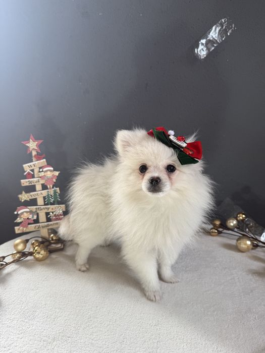 Spitz alemão Fofinha e Branquinha como a Neve