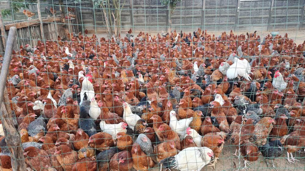 Kury Nioski Młode z pierwszym jajkiem.Zdrowe piękne z wybiegu..