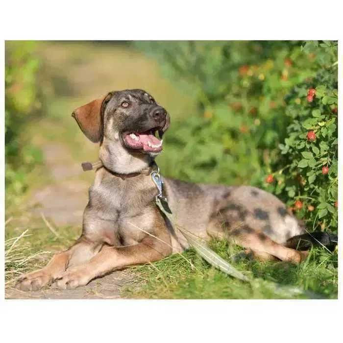 Пес, щенок ищет дом