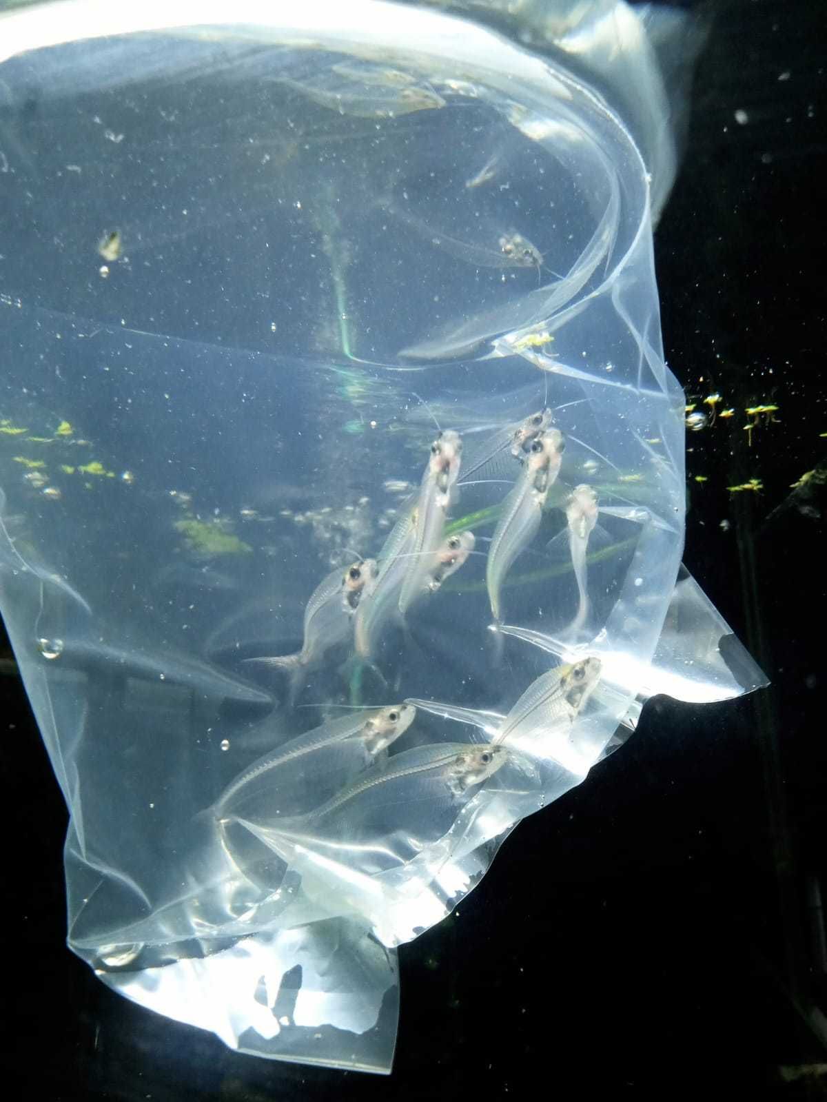 Sum / Sumik Szklisty - Tina Zoo Gliwice Jasna