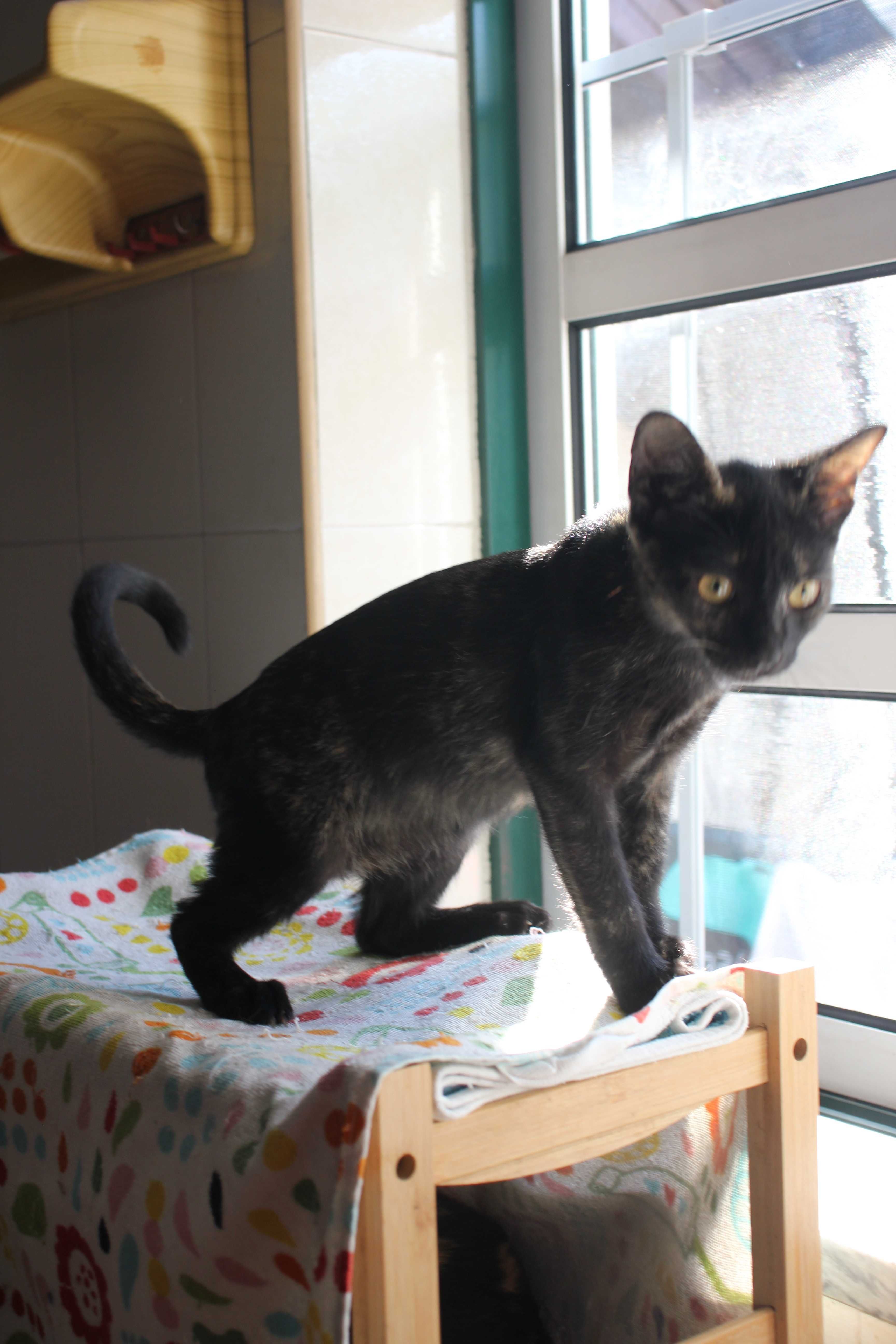 ESTERILIZADA | Gatinha disponível para adoção muito responsável