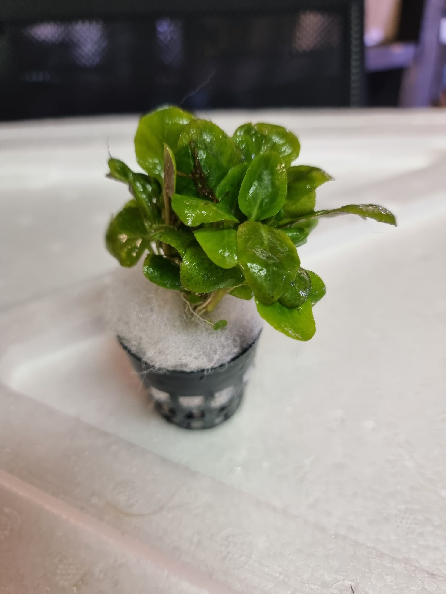 Zestaw 7 koszyków bucephalandra, anubias, microsorium,schismatoglottis