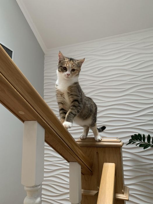 Кошенята шукають дім