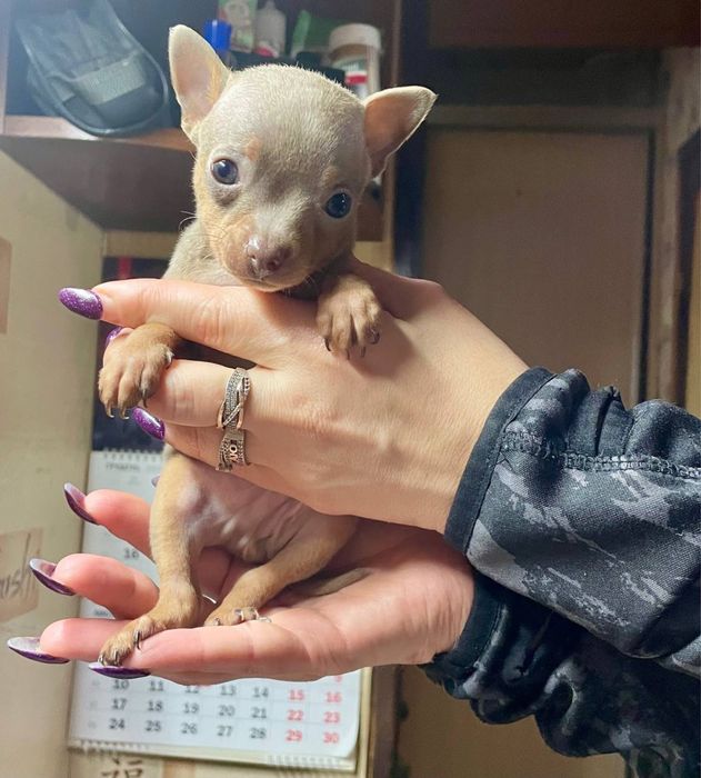 Продам Щенки той терьер ( девочка и мальчик)