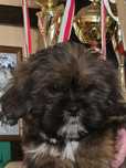 *Lhasa Apso*Rasa podobna do Shih Tzu*Rodowód FCI*Piękny piesek*