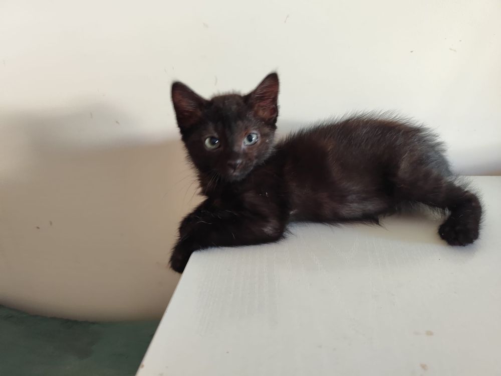 Gatinhos para adoção