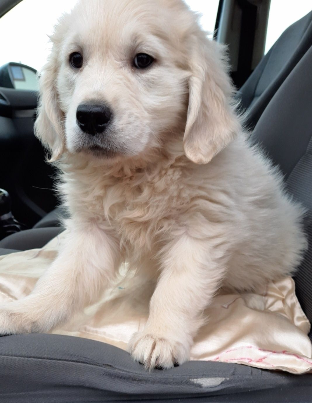 Golden Retriever piesek
