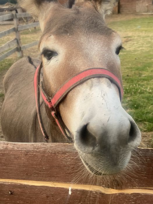 Apartament, agroturystyka , Kotlina Kłodzka , Góry Stołowe , noclegi