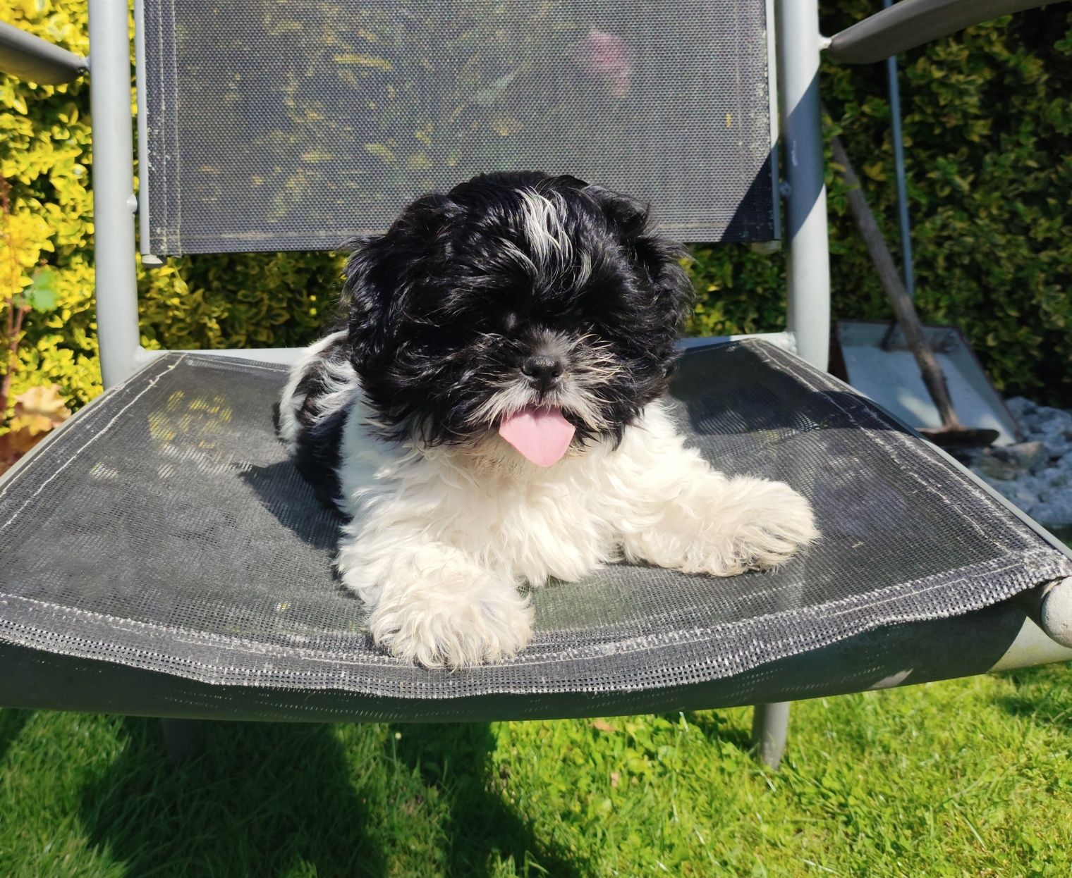Malutka suczka Shih Tzu