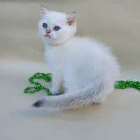 Котик британский плюшка с голубыми глазками. Котята,