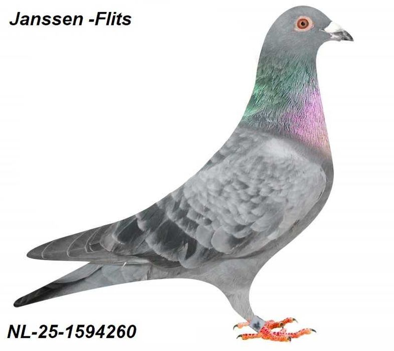 Gołębie pocztowe Gołąb Samice 2025  Janssen  -Flits/Merxckx rodowodem