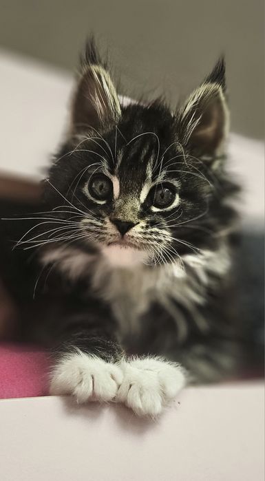 Кот Мейн Кун ждёт девочку