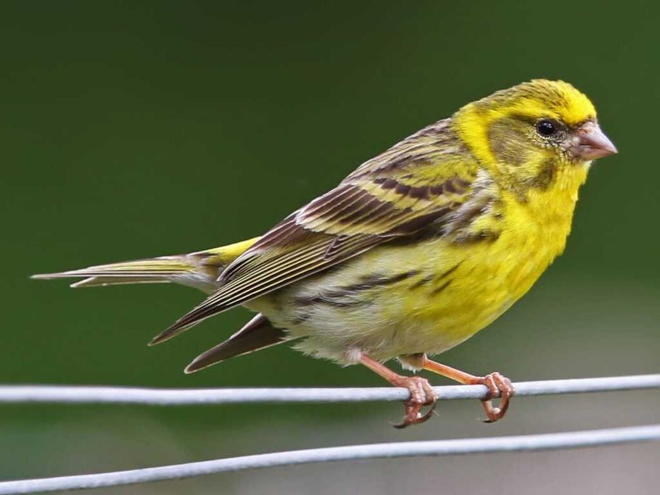 Vendo ou troco ring neck por outras aves
