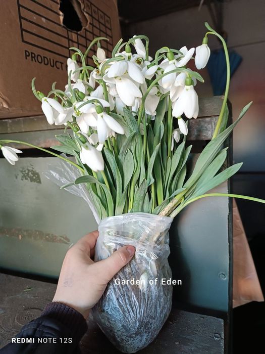 Луковицы первоцвета. Голлантус