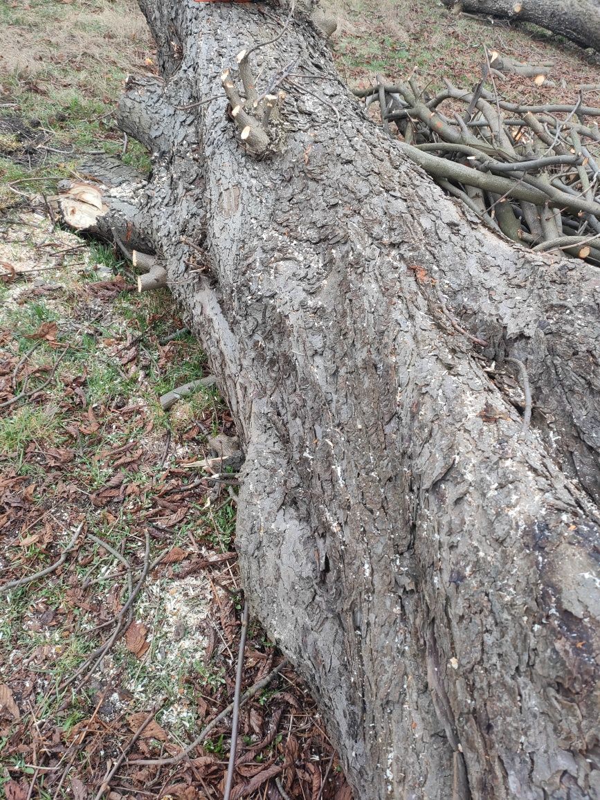 Pnie  kasztanowca