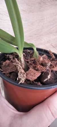 Орхідея бульбофілум серповидний