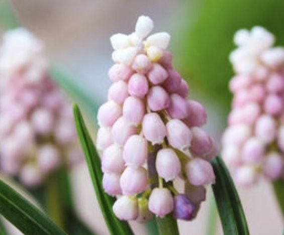 Мускарі рожевий 50шт