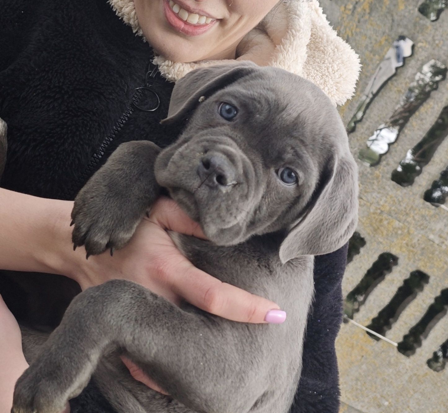 Cane Corso piękna suczka
