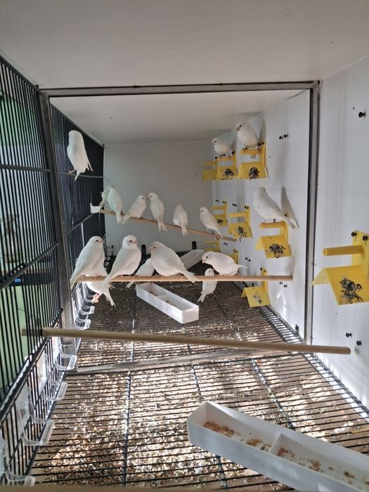 Canarios de qualidade