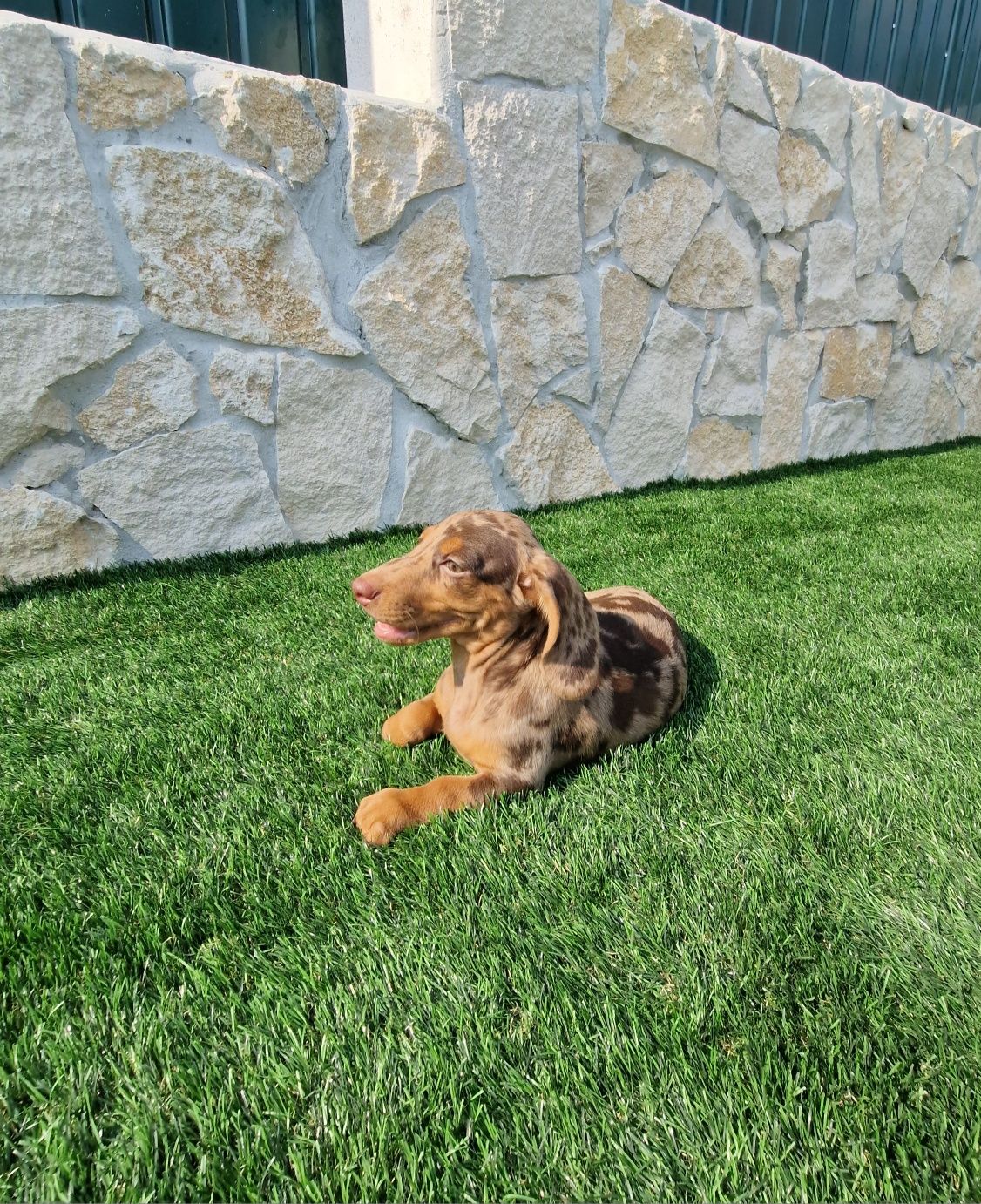 Teckel Choco Merle