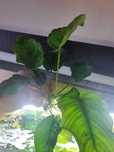 Anubias roślina akwariowa z własnej hodowli