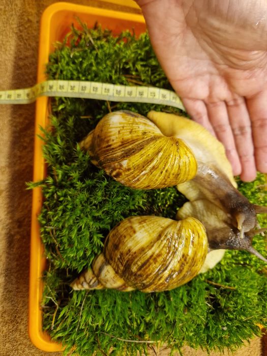 Пара Ахатин Ретикулят Стандарт