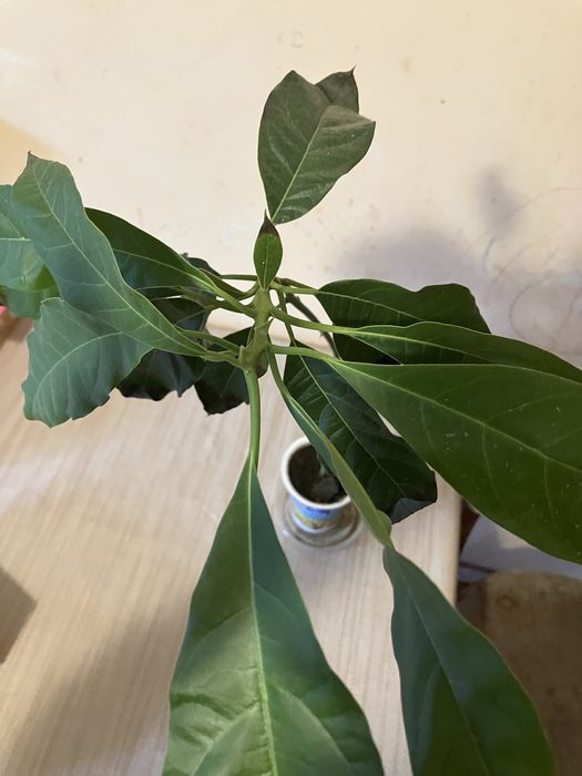 Продається авокадо у горщику