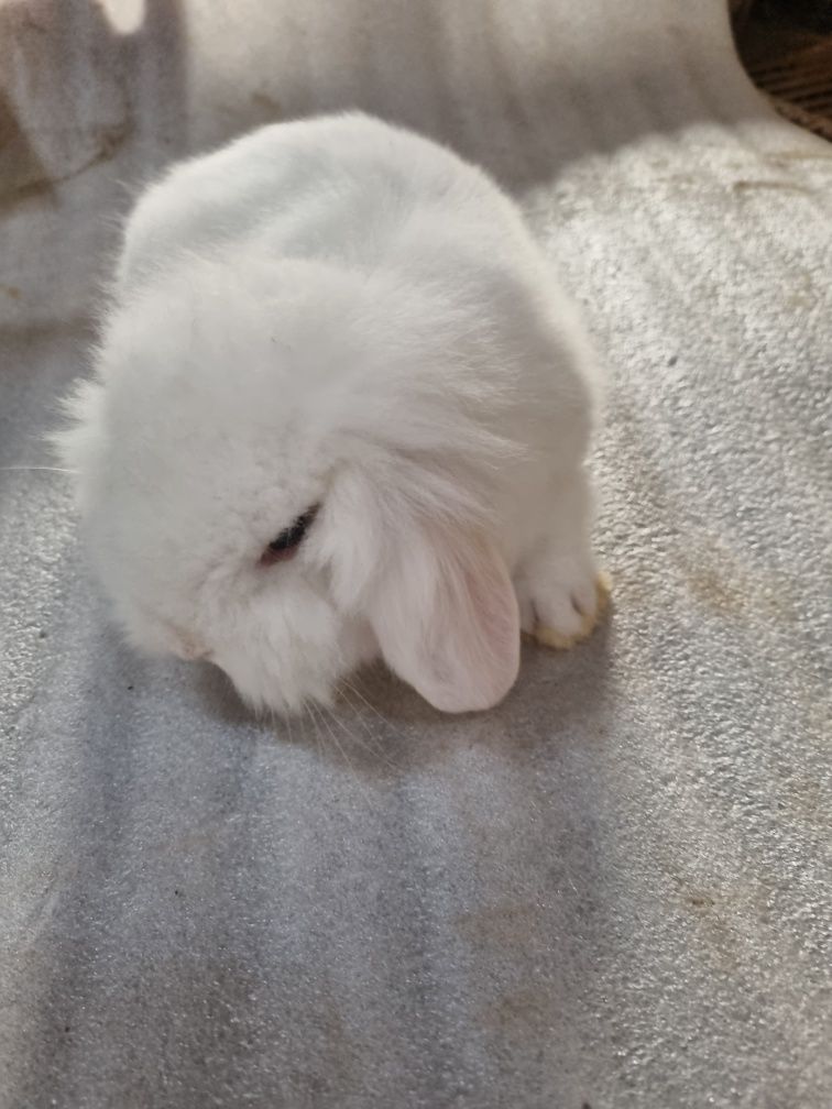 Coelhos anoes mini lop(Orelhudo)e mini holandeses no criador