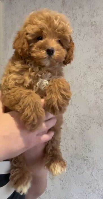 Карамелька мальчик мальтипу.