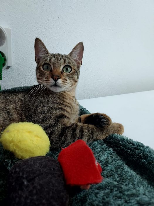 Gatinha meiga para adoção