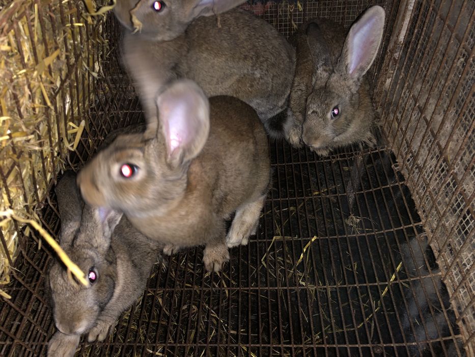 Vendo coelhos para consumo