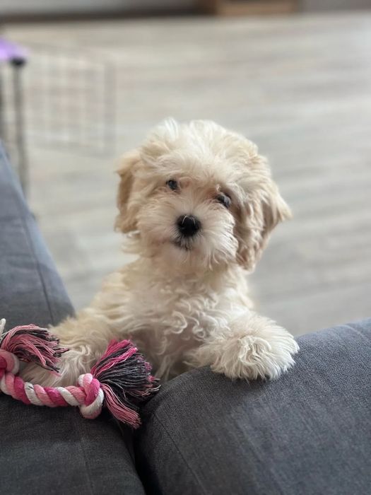 ‼️Exclusive‼️Мальтипу белый от титулованных родителей maltipoo f1