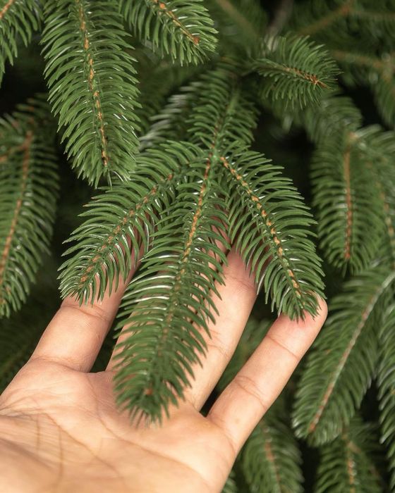 Ялинка лита "Лапландська" Зелена