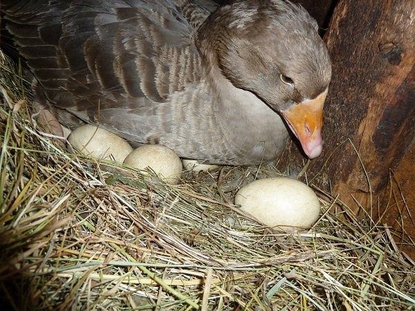 Яйця Гусячі. (Лінда, звичайна сіра.)