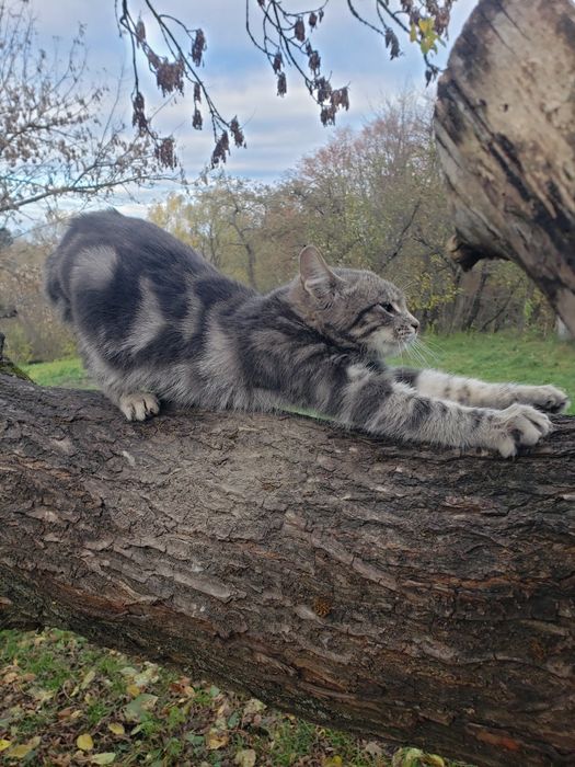 Котик, котеня, кошеня, кіт, кішка