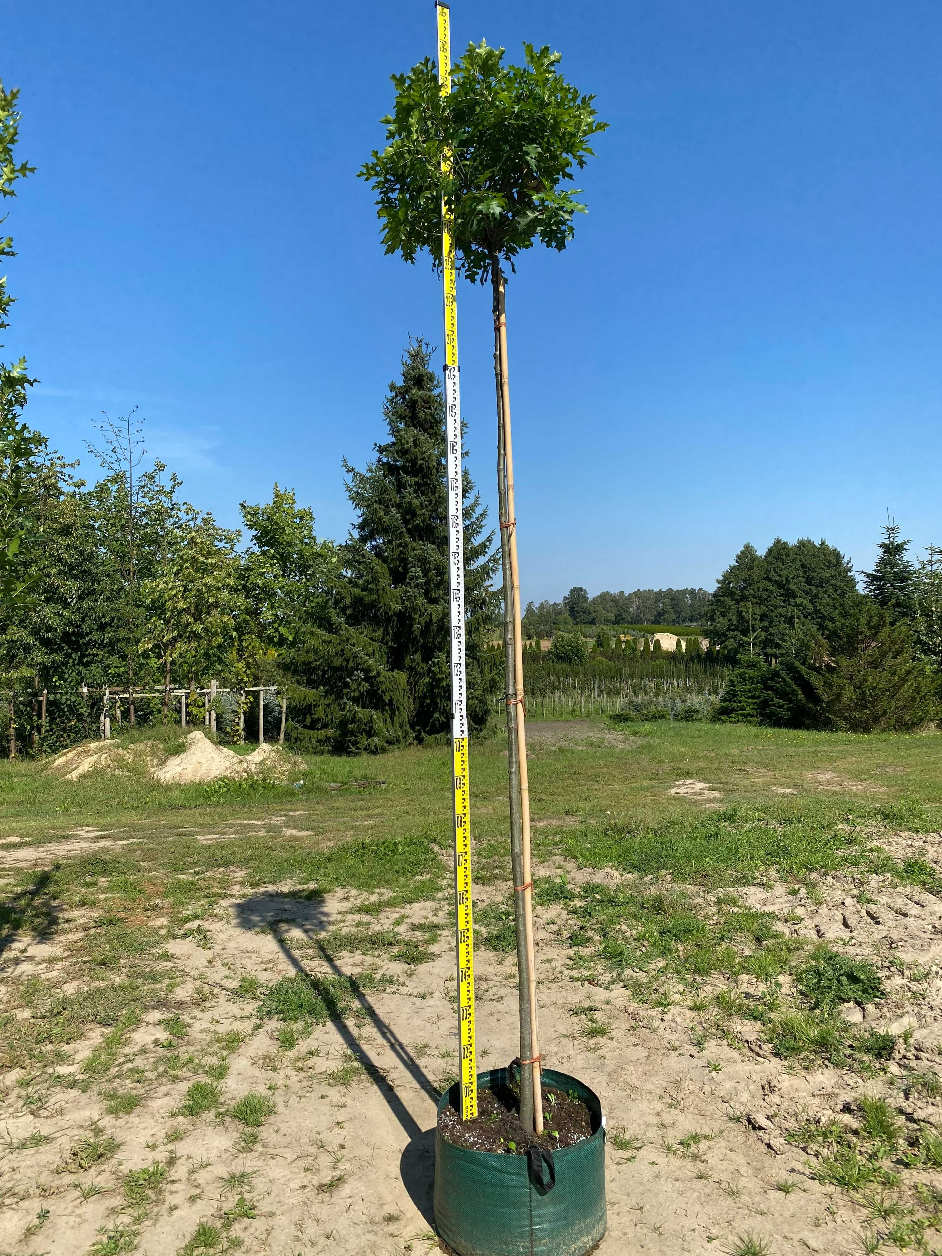 Dąb błotny GREEN DWARF 6-8 wysokość Pa 220 cm