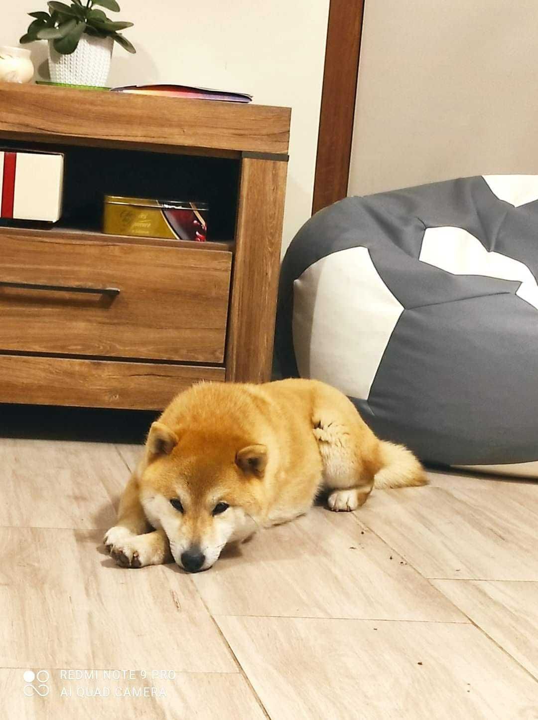 shiba piesek ZKwP