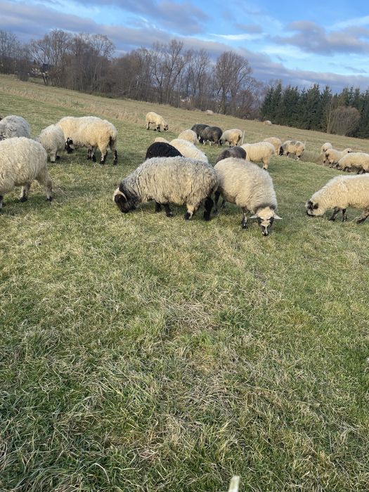 Owce kotne sprzedam mlode