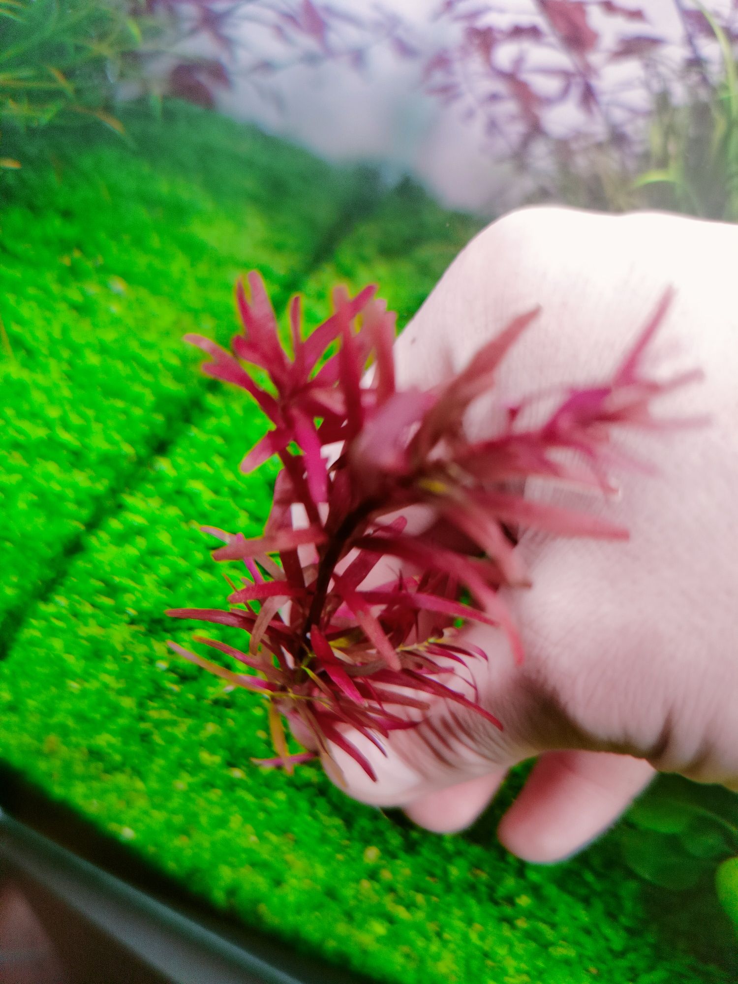 Rotala rotundifolia blood Red SG variant