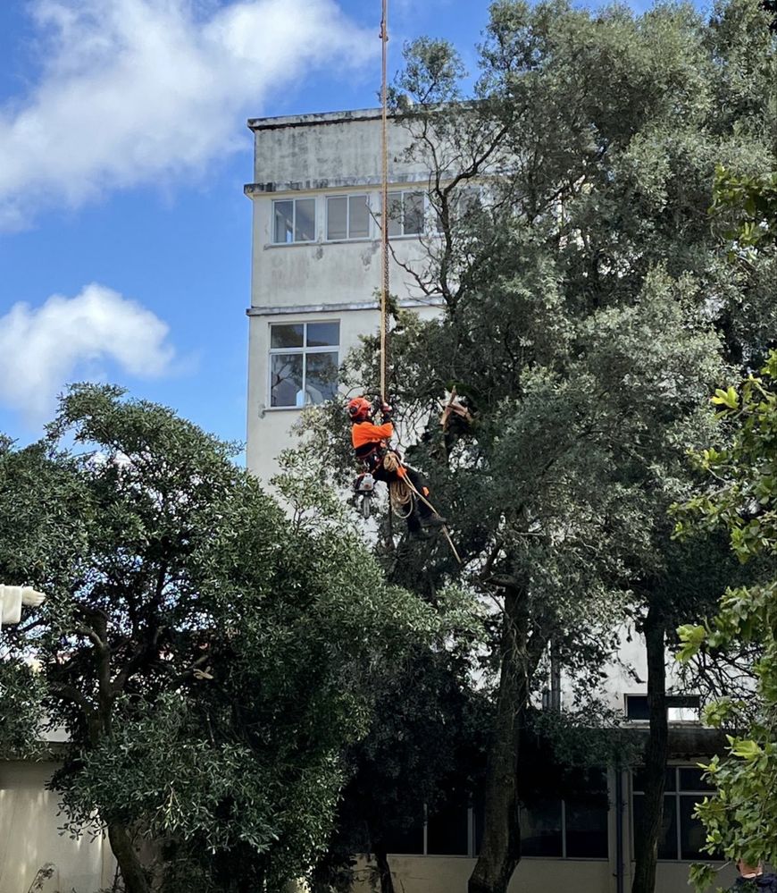 Poda e corte de arvores - TREE SERVICES