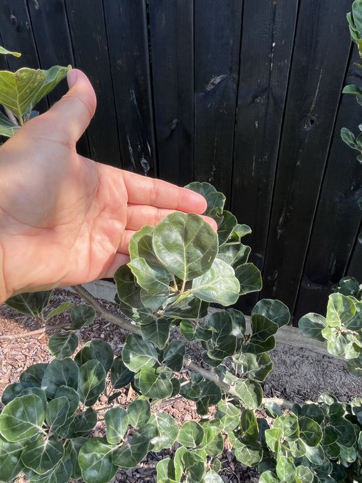 Drzewo BUK Rotundifolia 3-4 metrow
