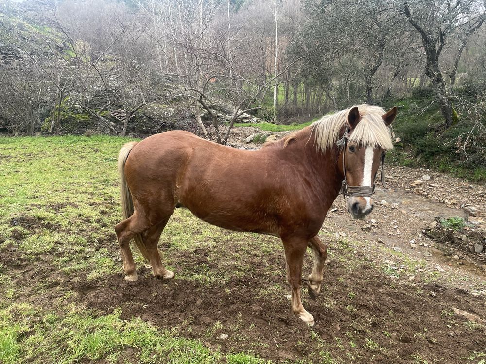 Vendo cavalo traçado