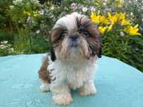 Suczka Szczeniak Shih TZU - Tricolore.