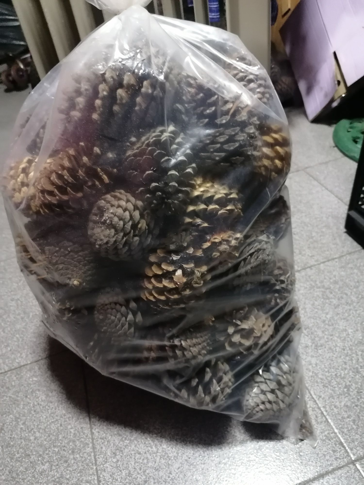 Tenho pinhas para Vender