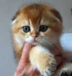 Kotka Szkocki Zwisłouchy PZF. WCF Scottish Fold Złota Szynszyla