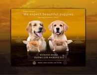 Golden Retriever zkwp