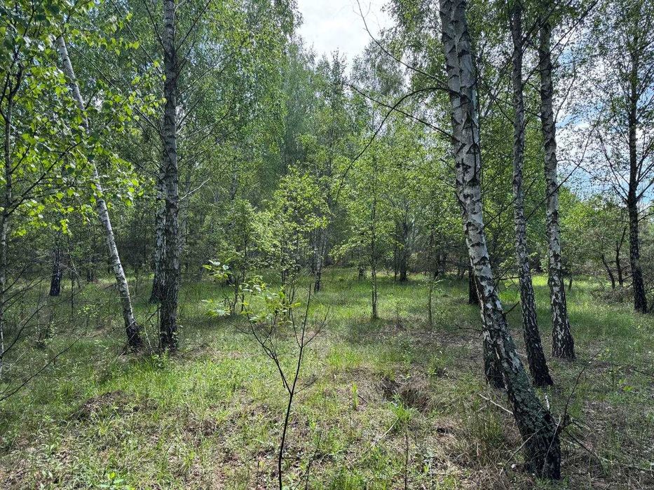 Ділянка з соснами та виходом у ліс — Здвижівка, всього 3 950 $!